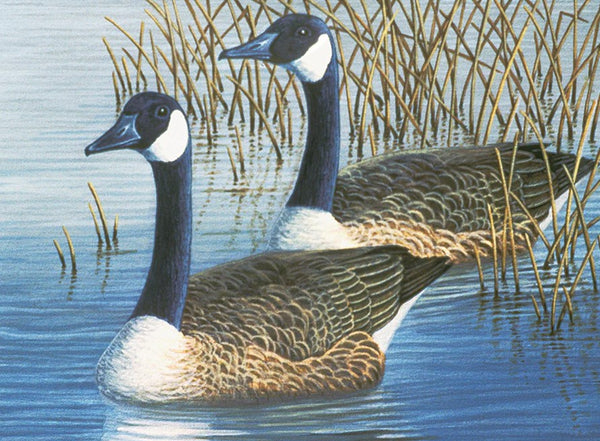 PAL35 GEESE