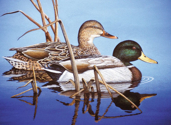PAL383T BLUE WATER MALLARDS