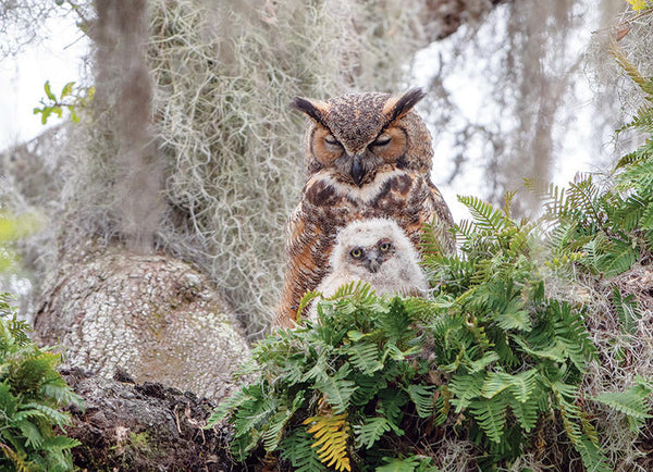 COB80246 GREAT HORNED OWLS 1000 PCE